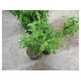 2) Cornelian Cherry Dogwood