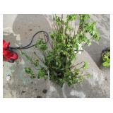 2) Endless Summer Hydrangea