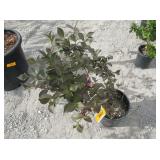 1) Lava Red Weigela