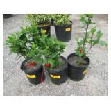 3) Blushing Bride Rose of Sharon