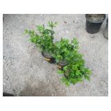 3) Blushing Bride Rose of Sharon