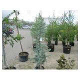 2) Blue Atlas Cedar