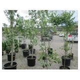 1) Dwarf McIntosh Apple