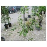 1) Dwarf McIntosh Apple