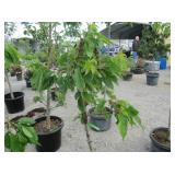 1) Carnelian Cherry Dogwood