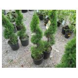 2) Dwarf Alberta Spruce Spiral