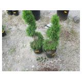 2) Dwarf Alberta Spruce Spiral