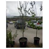 1) Peach/Plum Tree