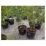 2) Sweetheart Blueberry Plants