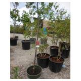 1) Montmorency Cherry Dwarf Tree