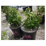 2) Redstone Cornelian Cherry Dogwood Plants