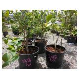 4) Blueberry Plants