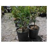 2) Legacy Blueberry Plants