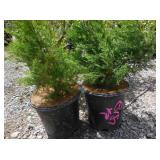 2) Soft Fir Pine Trees