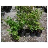 5) Blueberry Plants