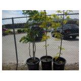 3) Golden Honey Locust Trees