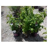 4) Cornelian Cherry Dogwood