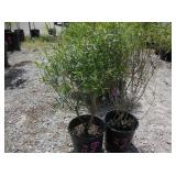 2) Blue Leaf Arctic Willow Trees