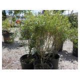 4) Blue Leaf Arctic Willow Trees