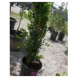 1) Graham Blandy Boxwood