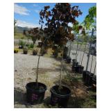 2) Royal Red Maple