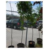 1) Brandywine Maple Tree