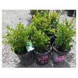 8) Winter Gem Boxwood