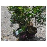 4) Blue Prince Holly Plants