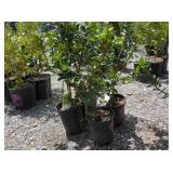 4) Blue Prince Holly Plants