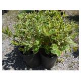 4) Varigated Weigaela