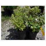 4) Varigated Weigela