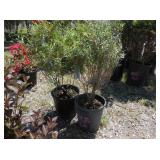 2) Blue Leaf Arctic Willow