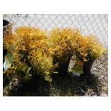 3) Rheingold Arborvitae