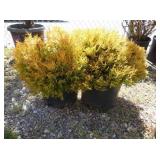 2) Rheingold Arborvitae