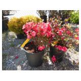 2) Girard Crimson Azalea