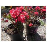 2) Girard Crimson Azalea