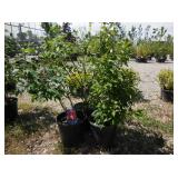 3) Burning Bush Euonymus