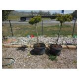 2) Golden Pine Trees