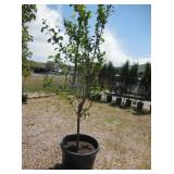 1) Peach Plum Tree