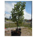 1) Striped Bark Maple Tree