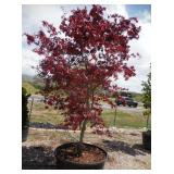 1) Bloodgood Maple Tree