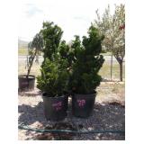 2) Dwarf Hinoki Cypress Trees