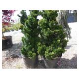 2) Dwarf Hinoki Cypress Trees