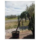 1) Weeping Blue Spruce