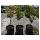 3) Japanese Maple Trees