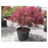 1) Red Japenese Maple Tree