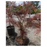 1) Red Pygmy Dwarf Upright Japanese Maple