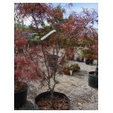 1) Red Pygmy Dwarf Upright Japanese Maple