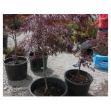 2) Cutleaf Red Japanese Maple Trees