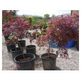2) Red Leaf Japanese Maple Trees